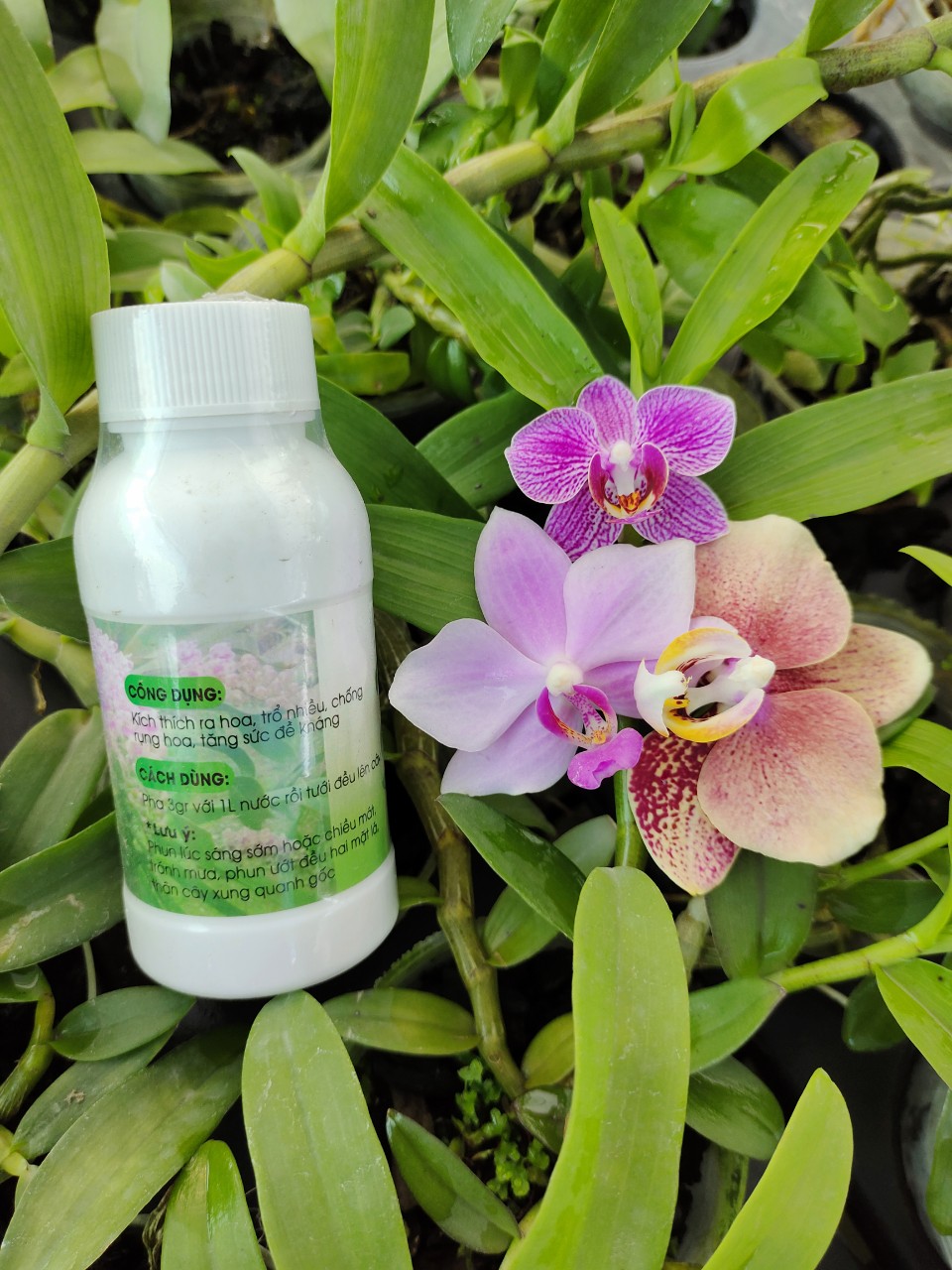 Phân bón lá hữu cơ Charlee Grow 6-32-32