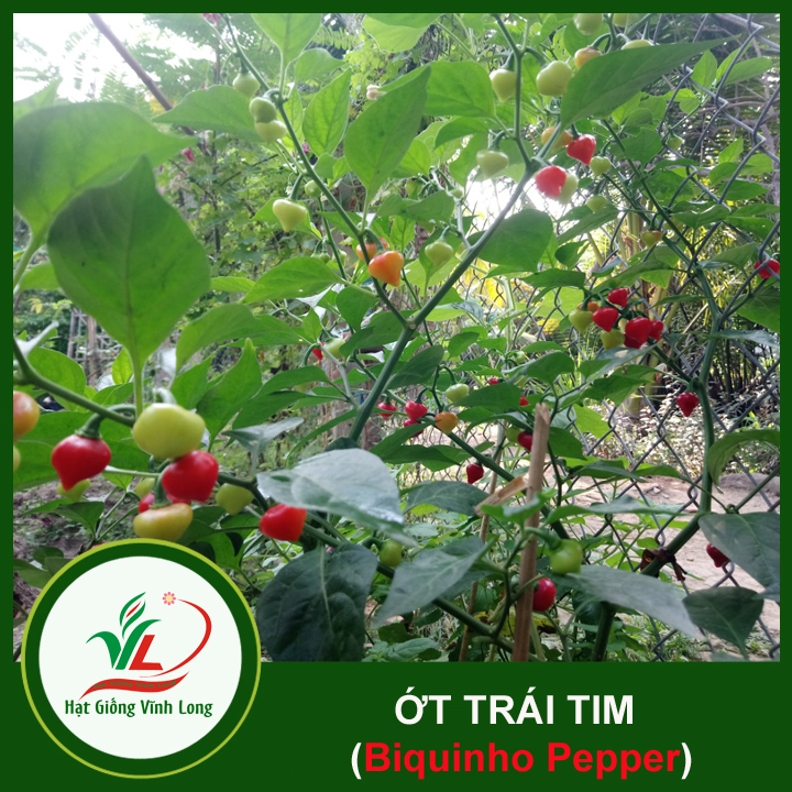 Hạt giống Ớt trái tim (hạt tự thu) - 15 hạt
