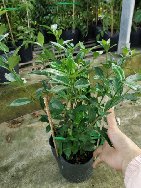 [Cây giống hoa] Lài Tiểu Thơ (hương thơm ngọt ngào) - CayGiongTot