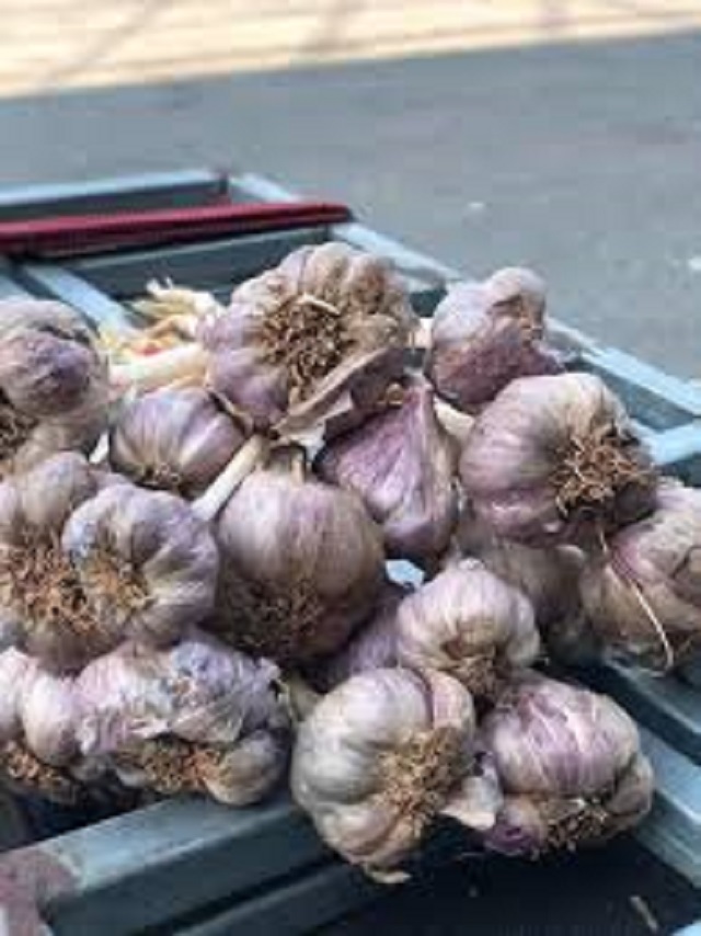 tỏi tím khô bao chuẩn tỏi bắc thơm ngon