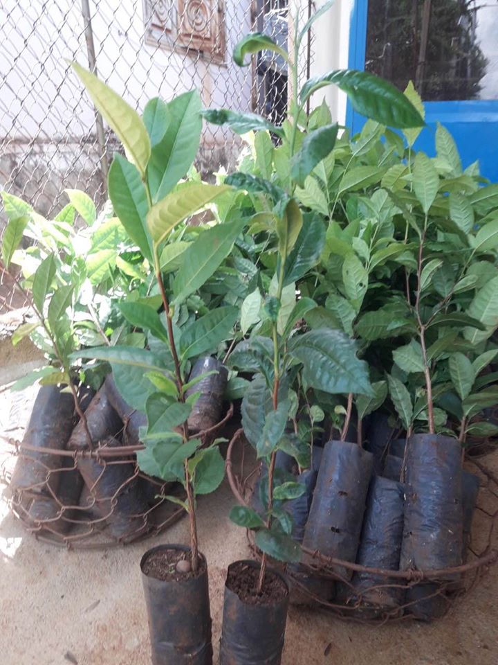 Cây trà xanh giống - cao khoảng 50cm