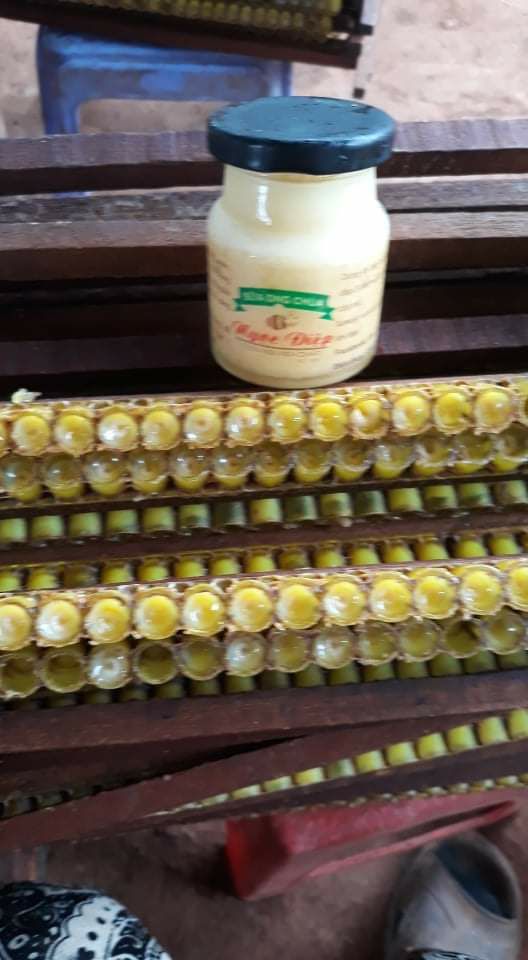 sữa ong chúa 500gr