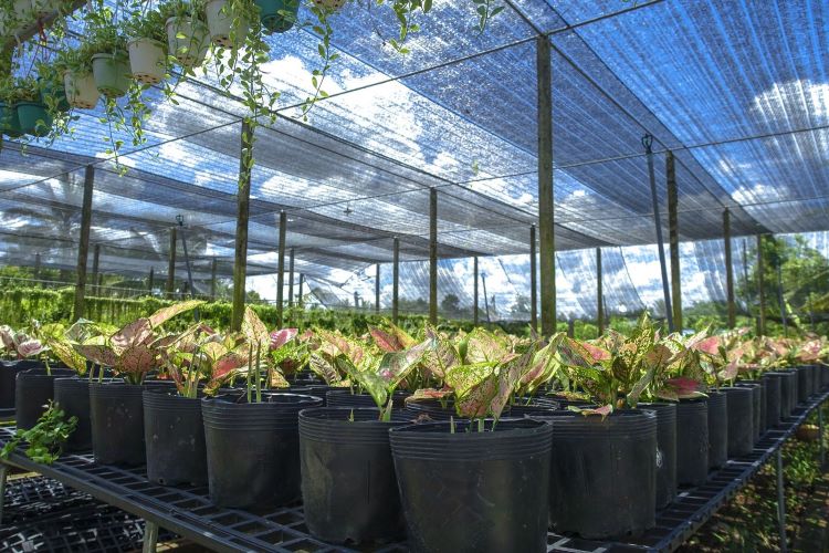 Lưới Che Nắng, Chống Nắng, Tản Nhiệt. Lưới Che Nắng Màu Xanh Màu Đen - Khổ Rộng 2m Giá Rẻ.