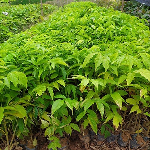 Cây giống đinh thối