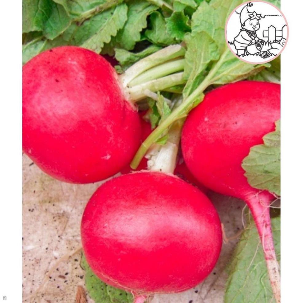 HẠT CỦ CẢI ĐỎ TRÒN F1 - GÓI 5 GRAM