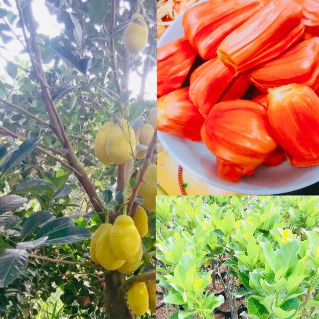 Cây giống Mít Ruột Đỏ Sơ Đỏ Malaysia