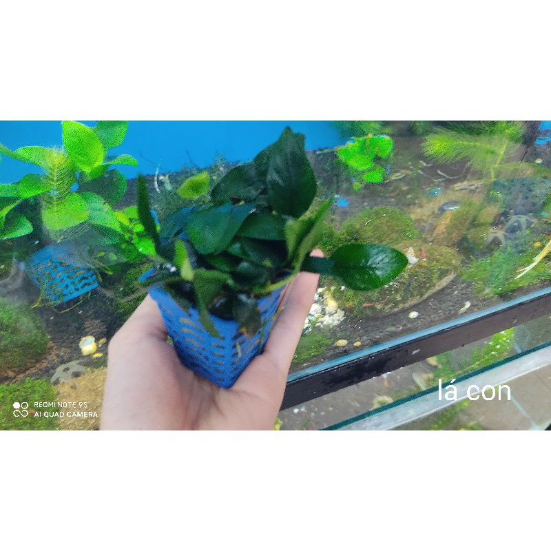 Cây ráy lá tròn- Cây thủy sinh- Ráy gắn vào lũa, đá, bonsai