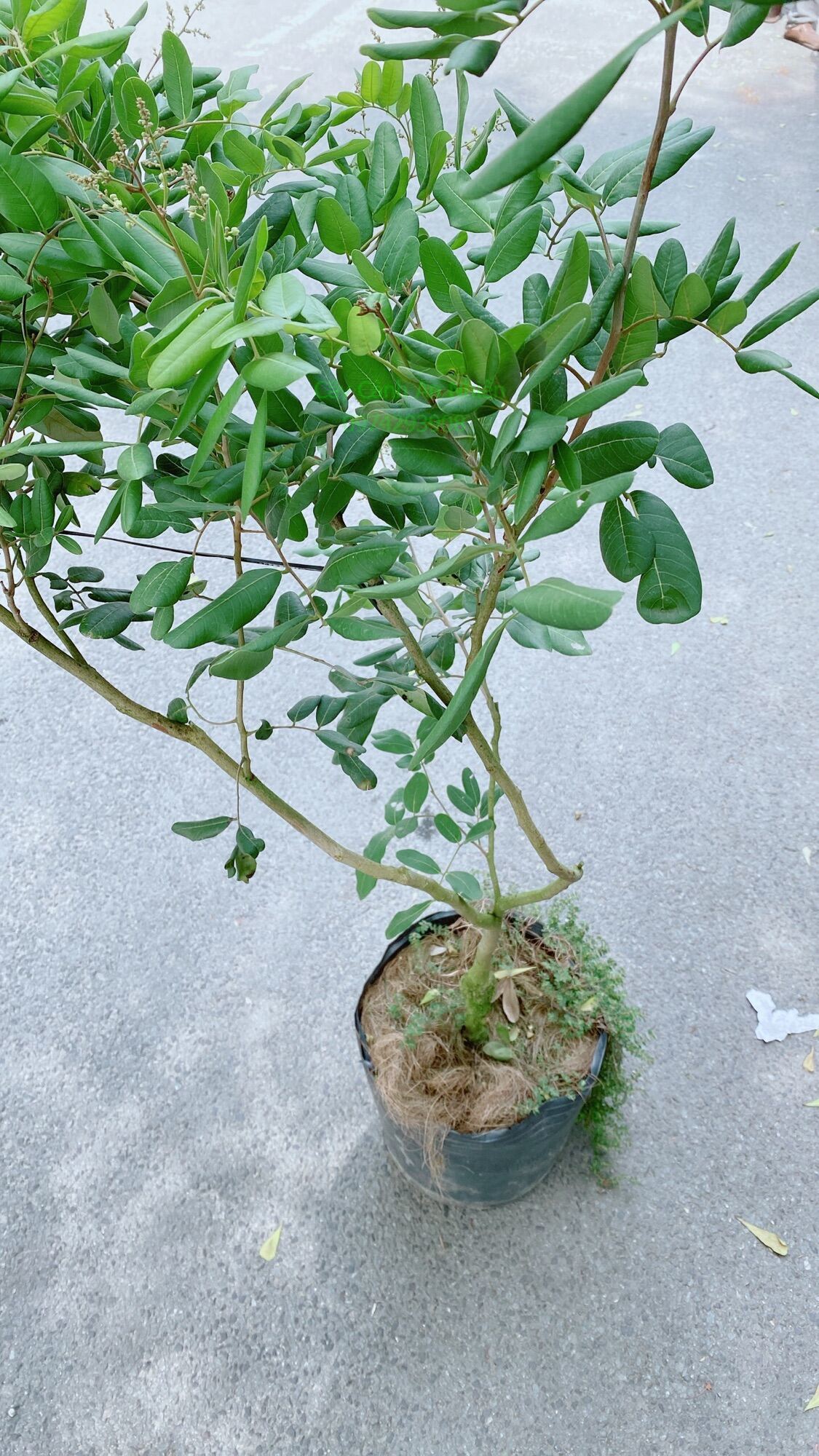 Cây nhãn xuồng lớn chỉ giao hcm
