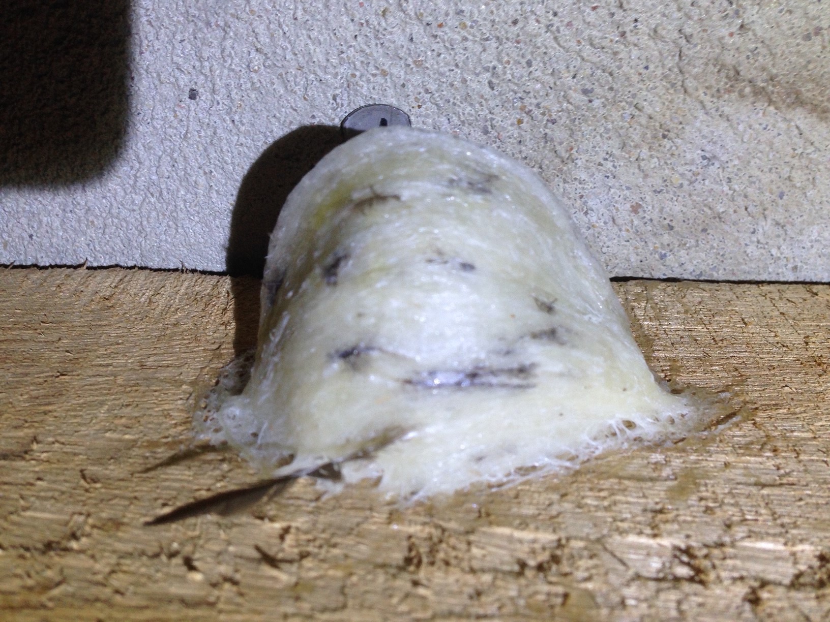 Tai yến thô 10g