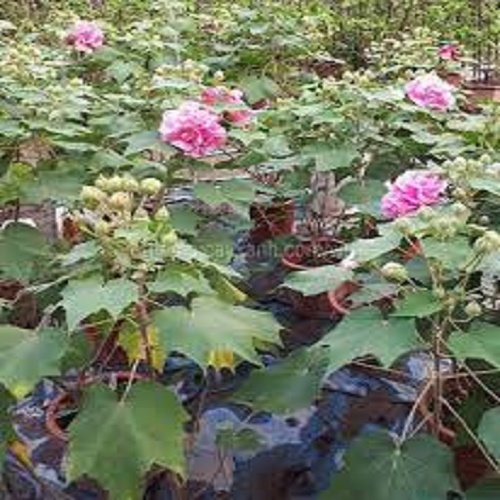 CHẬU CÂY HOA PHÙ DUNG CHUẨN GIỐNG