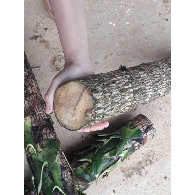 khúc thiết mộc lan lá xanh[ khúc giống]