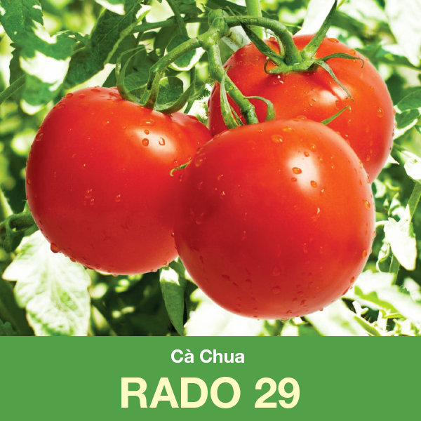 HẠT GIỐNG CÀ CHUA LAI F1 - RADO 29
