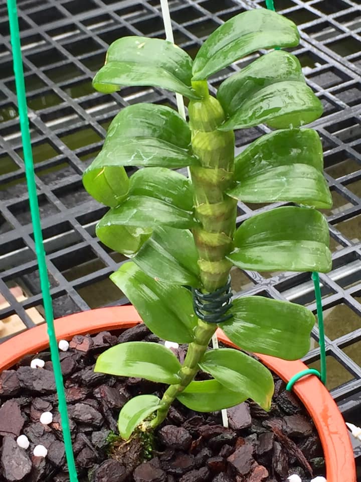 Phi điệp 5ct phú thọ - ho - bảo duy kie năm 2