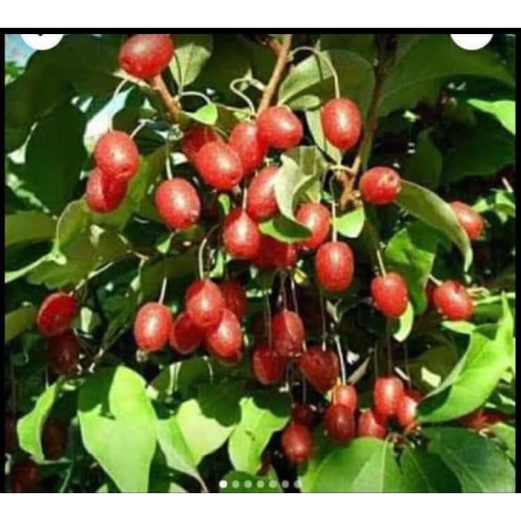 Cây nhót ngọt giống Mỹ siêu trái giá tốt