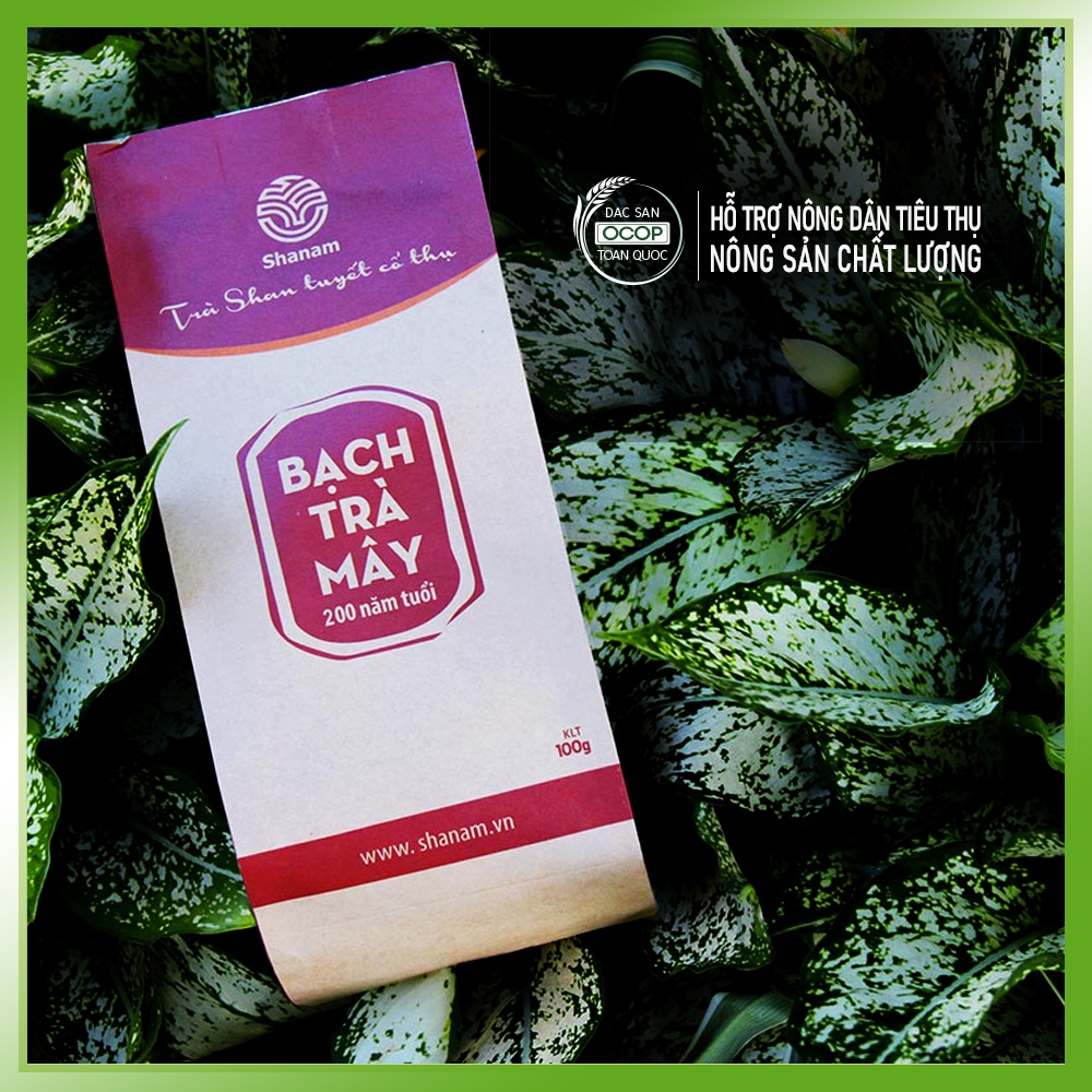 Bạch trà Mây Tà Xùa Trà Shan Tuyết Cổ Thụ Sơn La Trà ngon hương vị núi rừng Tây Bắc