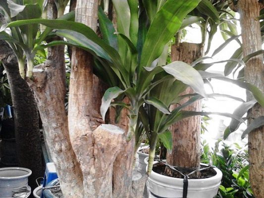CHẬU Cây thiết mộc lan ghép