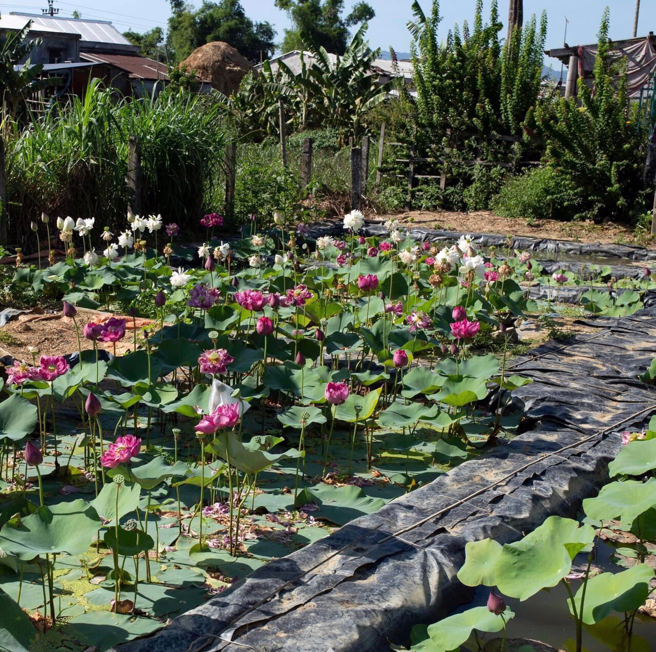Sen Super Lotus- Củ giống