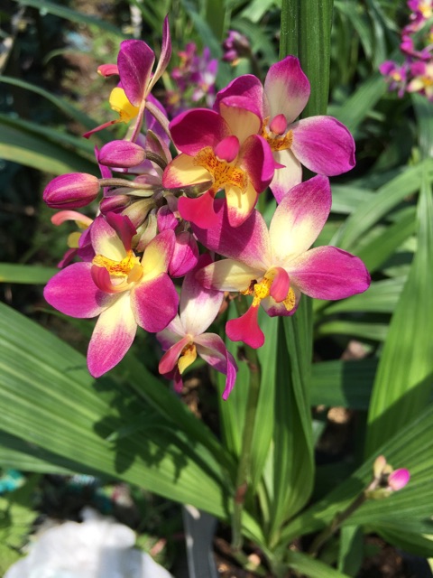 Cây Lan  chu đỉnh cao bồi(địa lan )