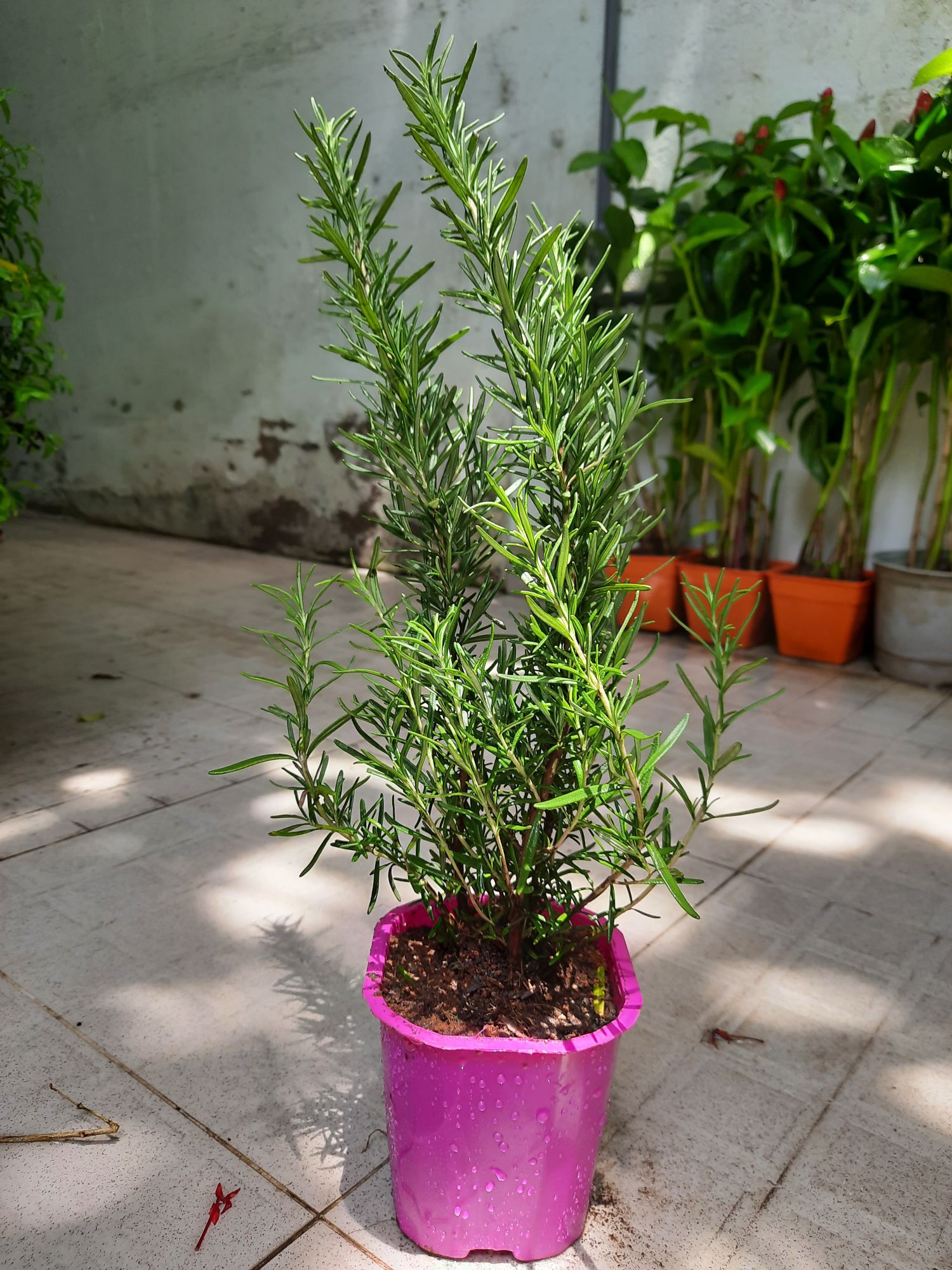Cây hương thảo