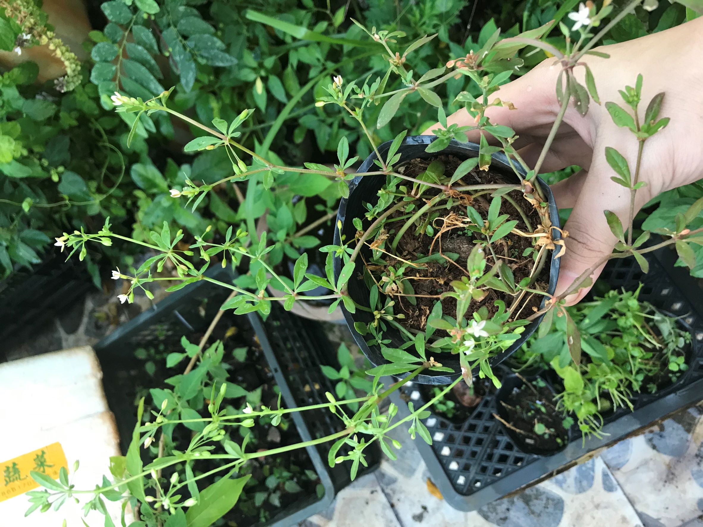 Cây giống rau đắng đất