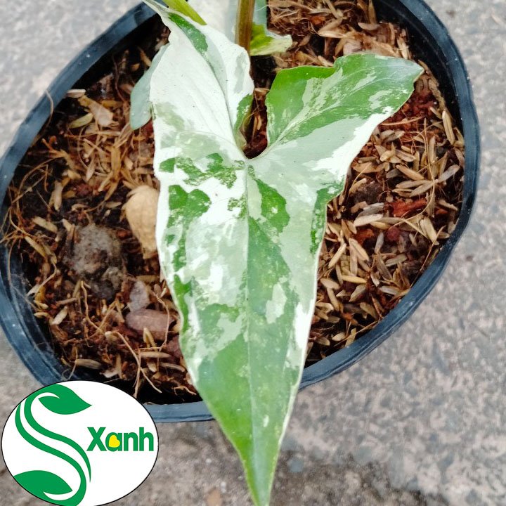 Cây Syngonium Var