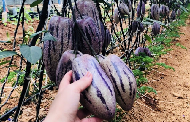 Dưa hấu nam mỹ Pepino tím - cây choai lớn sắp ra hoa