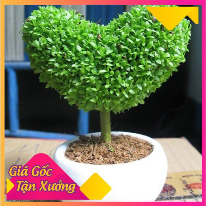 [HCM]Khu Vườn Hạt Giống Cỏ May Mắn .