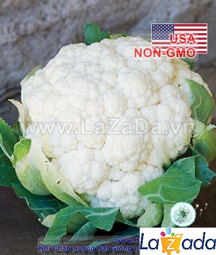 5gr 1200.hạt hạt giống bông cải trắng tự cuộn lá snowball