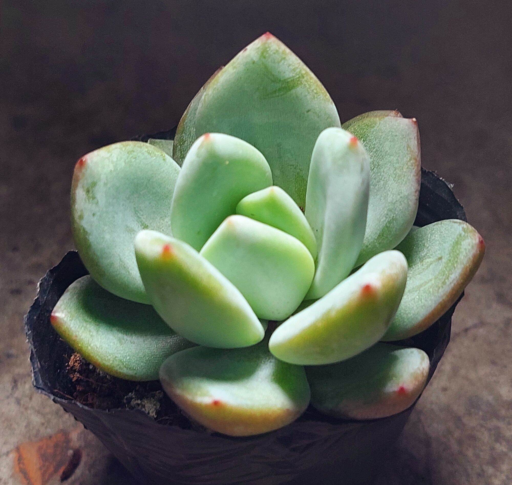 Sen đá PHA LÊ ĐỎ size bầu