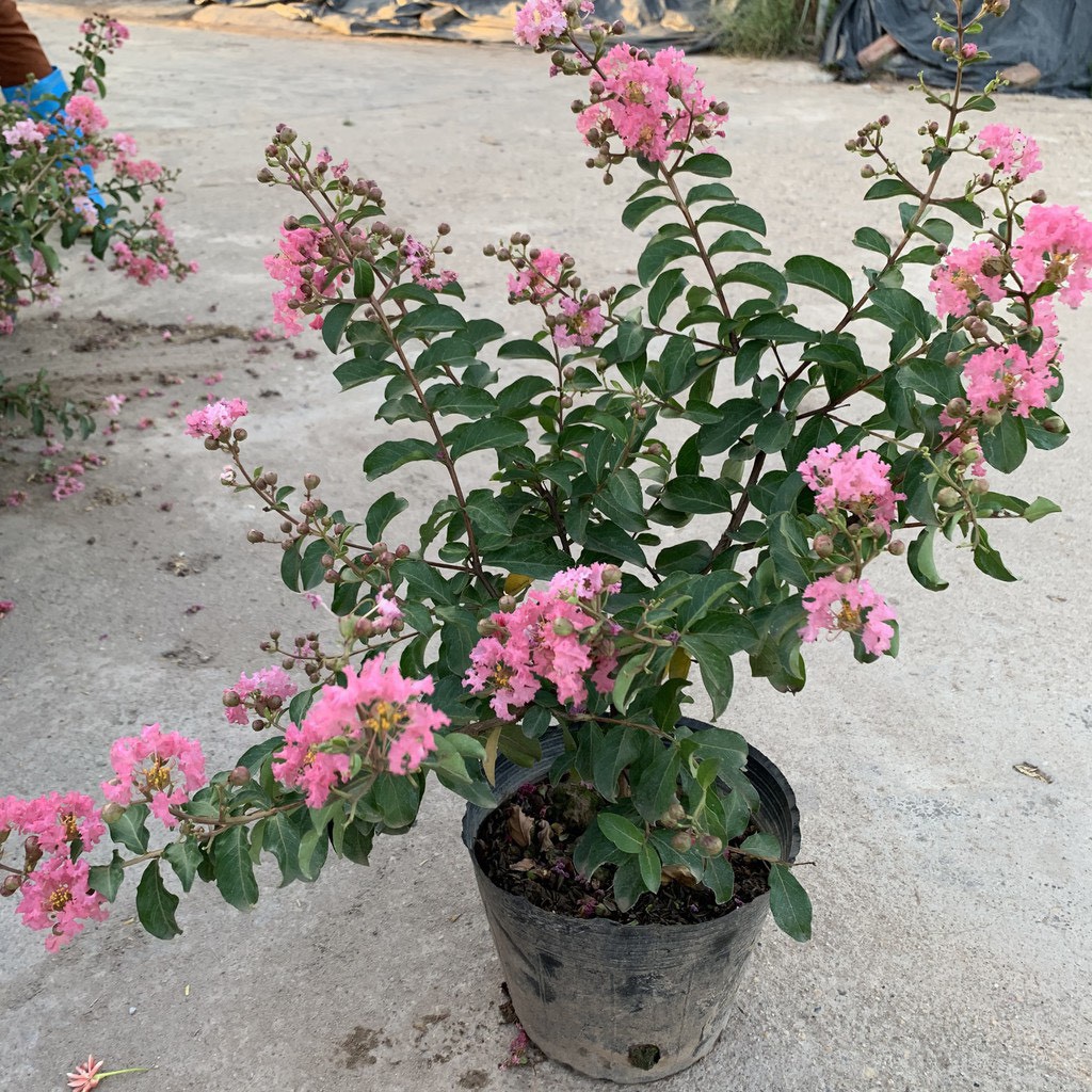 Cây hoa tường vi hồng cao 30-40cm, cây cực kì sai hoa và nụ, thích hợp trồng trang trí sân vườn và gia đình lz015