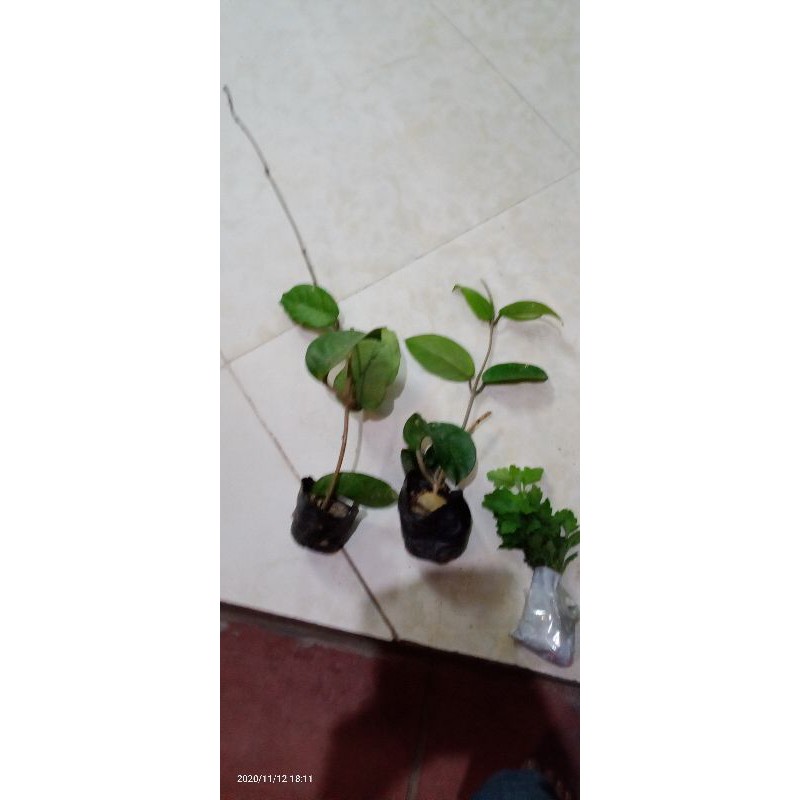 cây giống lan cẩm cù