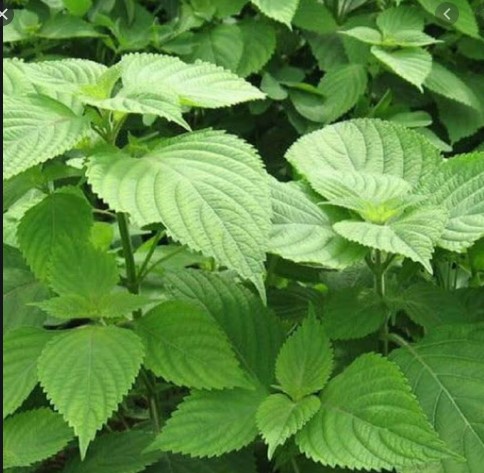 Cây Rau Kinh Giới