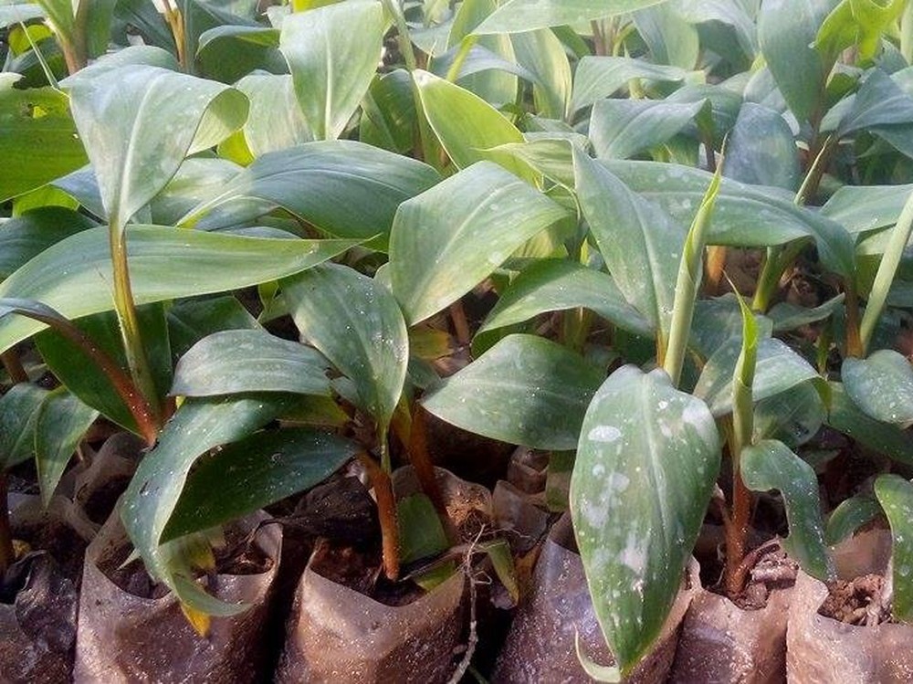CÂY GIỐNG CHUỐI TÂY ĐỎ DACCA ÚC