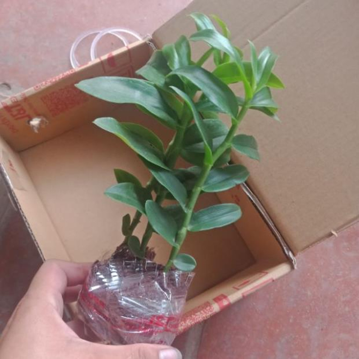 Phi điệp 5 cánh trắng phú thọ gieo hạt 20cm