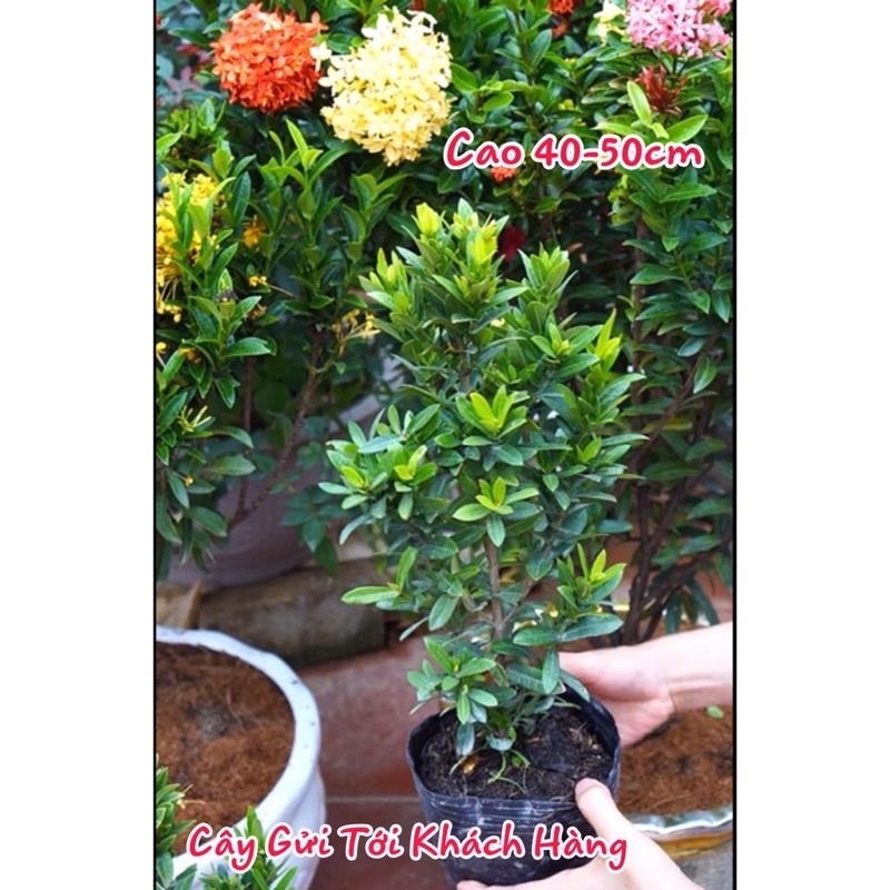CÂY HOA MẪU ĐƠN NGŨ sắc