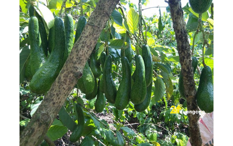 ( GIÁ SỐC) Cây giống BƠ 034 siêu quả