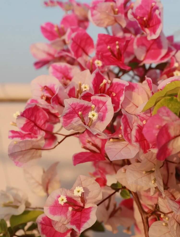 Hoa Giấy Mỹ Siêu Hoa