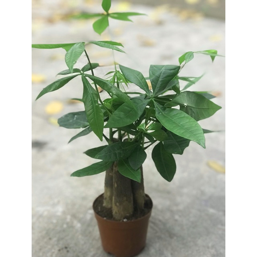 Cây Kim Ngân 3 Thân - Chậu Nhựa
