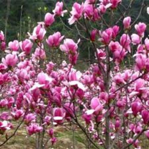 Com bo 5 gói hạt giống hoa mộc lan đủ màu