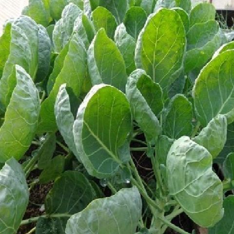 Hạt giống rau cải rổ,cải làn(hạt khỏe,nãy mầm đều)20gr/gói