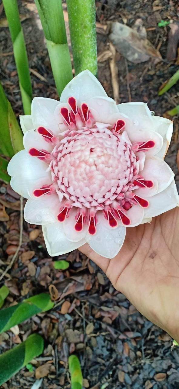 SEN THÁI- ĐA LỘC ( CỦ GIỐNG)- COMBO 6 MÀU