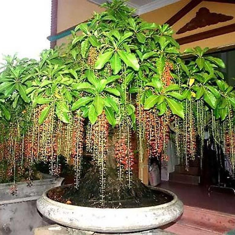 Hạt giống cây lộc vừng hoa đỏ KS - Gói 5 hạt