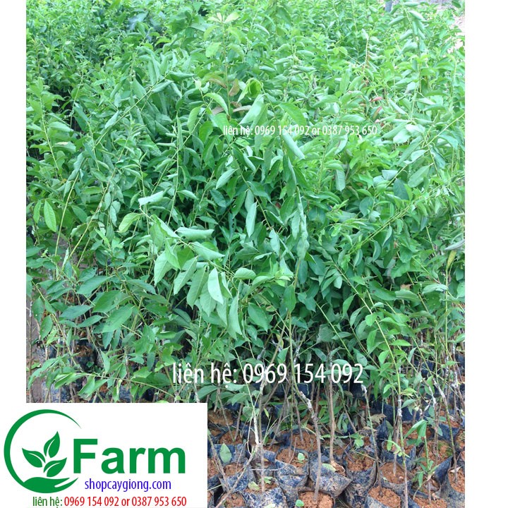 Cây giống cây mận tam hoa