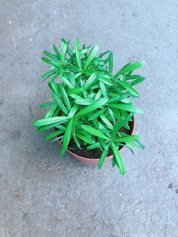 [HCM]Tùng Vạn Niên