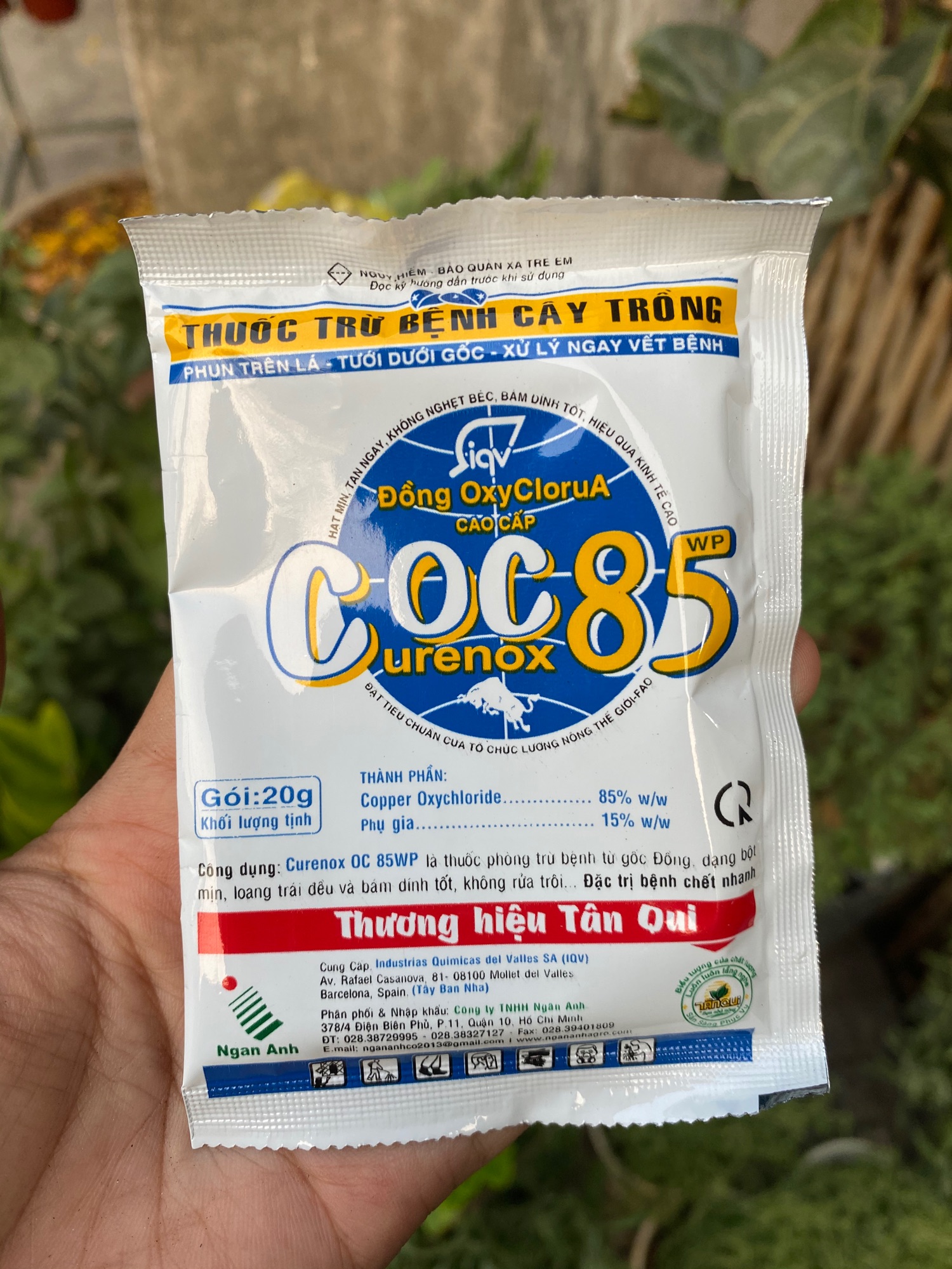 COC85  - SEN ĐÁ XƯƠNG RỒNG