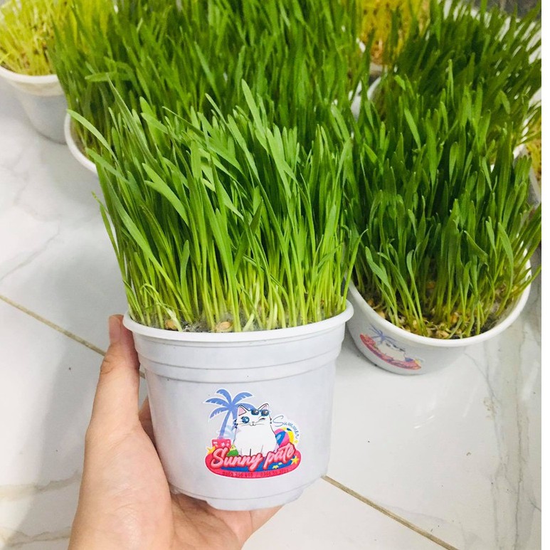 Hạt giống cỏ mèo 80g