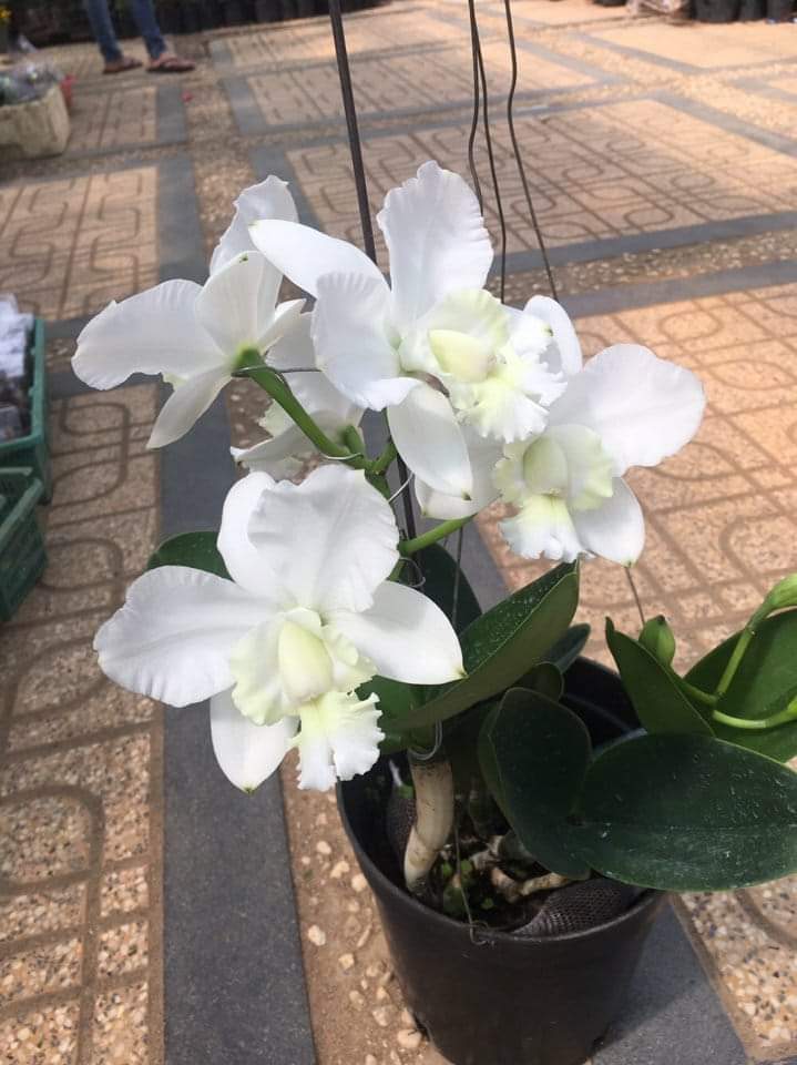 cattleya trắng - hoa thơm