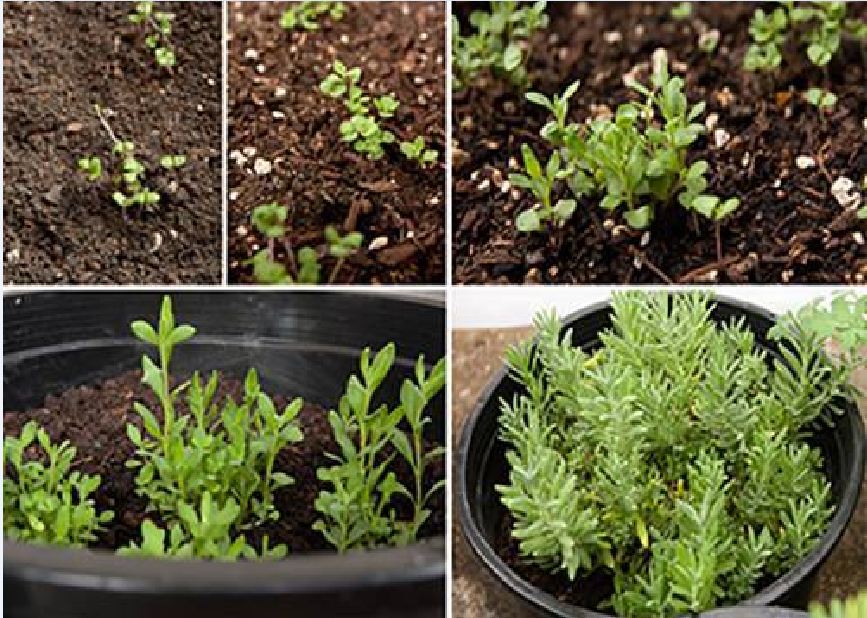 Hạt giống hoa oải hương ( hoa lavender ) - 100 hạt/gói