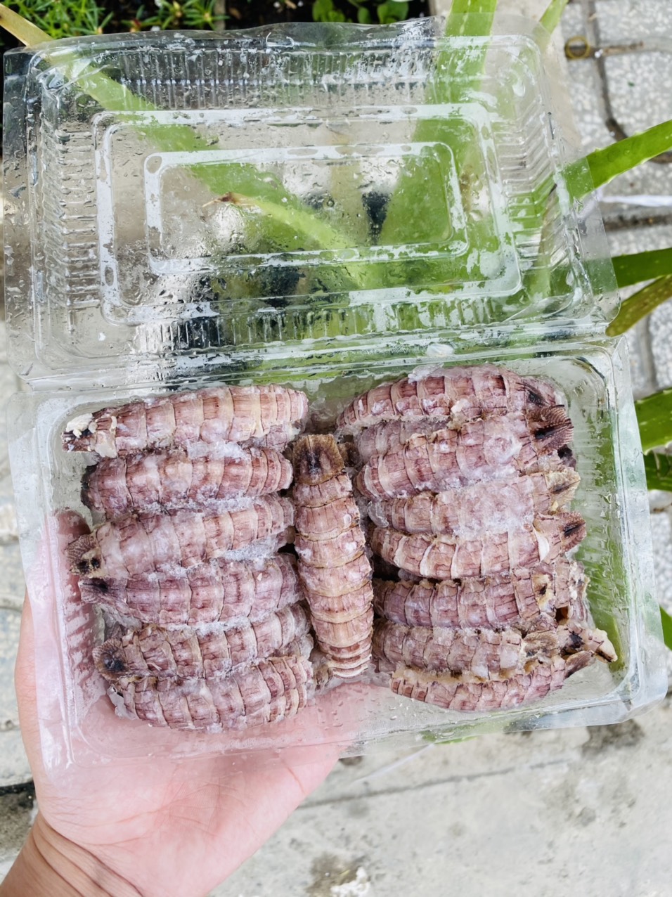 [GIAO NHANH 2H HCM] Giá Sỉ 1Kg Tôm Tít Thịt Size Nhỏ