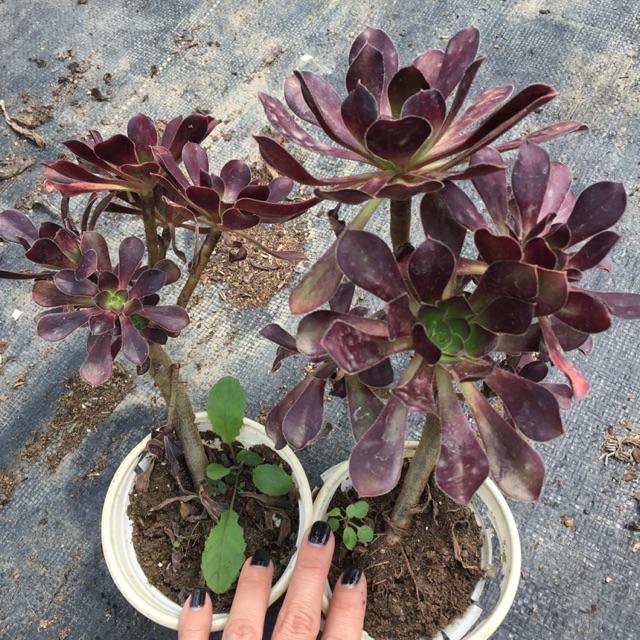 Sen Đá Cổ Thụ  Aeonium Đỏ